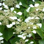 Hortensias trepadoras: nuestro top 7