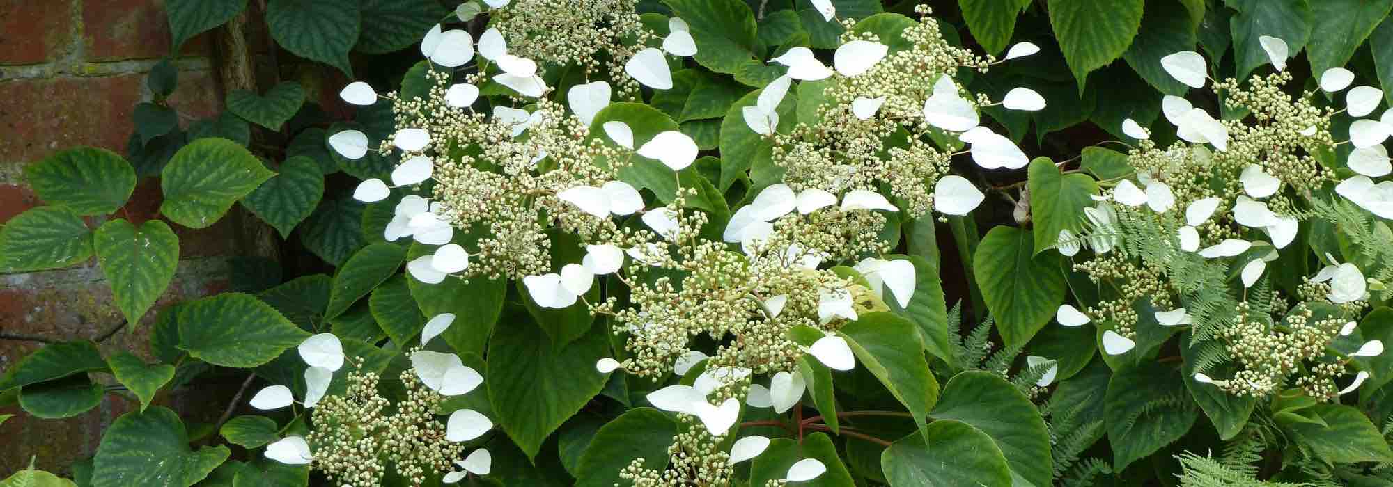 Hortensias trepadoras: nuestro top 7
