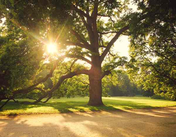 ¿Por qué apostar por los árboles viejos? La importancia insospechada de los árboles antiguos