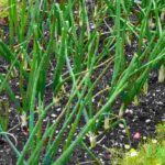 Los 7 vegetales más rentables para cultivar en el Huerto