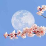 La luna, amiga del jardinero: ¿información o engaño?