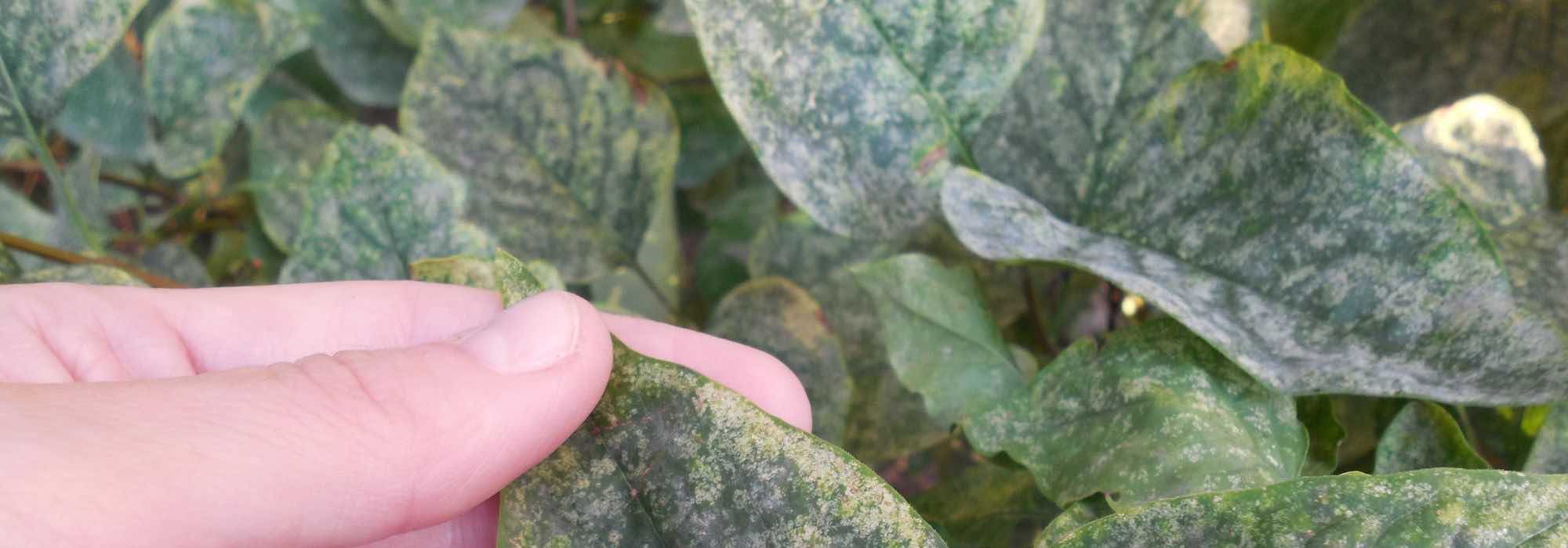 Enfermedades y parásitos del lilas