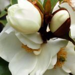 ¿Cómo lograr el cultivo de Michelia en maceta?