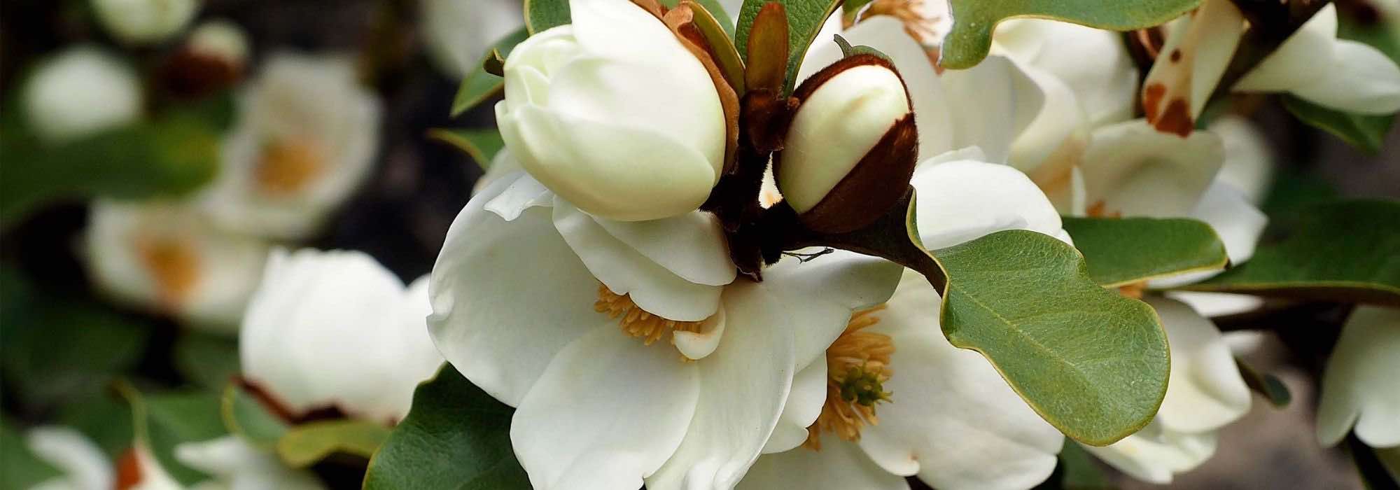 ¿Cómo lograr el cultivo de Michelia en maceta?