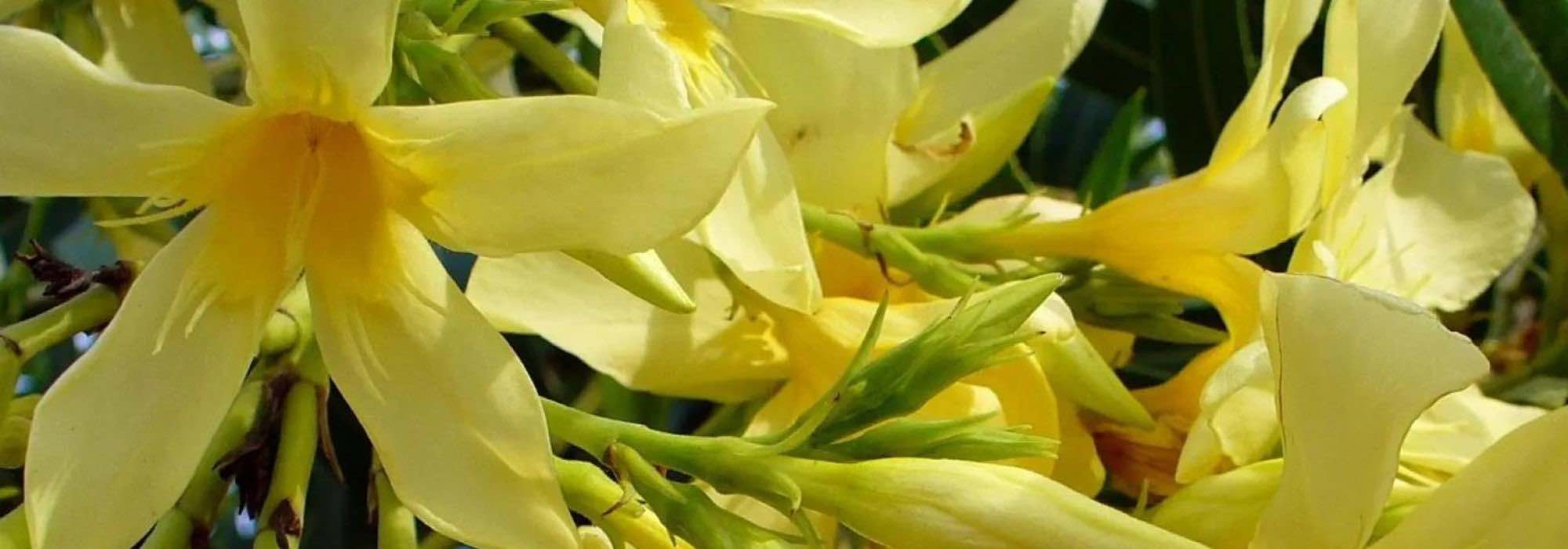 5 adelfas de flores amarillas para un jardín luminoso