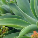 Cómo interpretar los datos de rusticidad de una planta