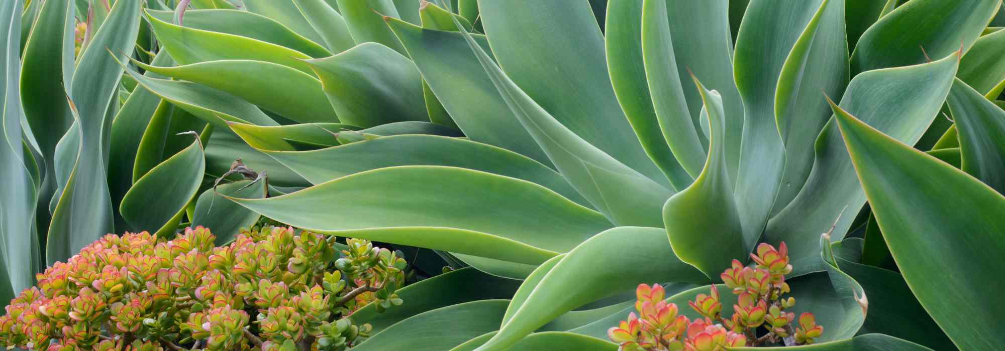 Cómo interpretar los datos de rusticidad de una planta