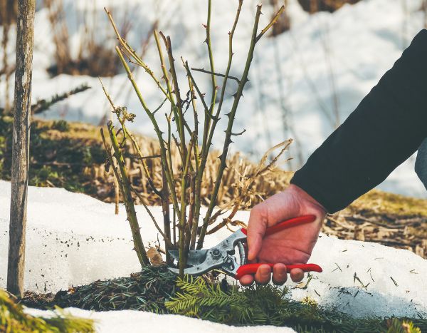 Golosos de las rosas: ¿por qué y cómo eliminarlos?
