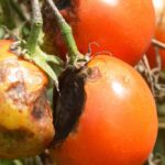 7 variedades de tomates naturalmente resistentes al mildiu
