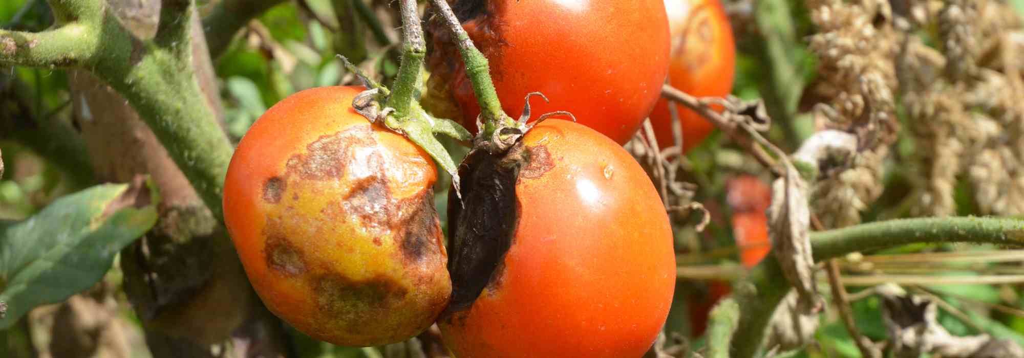 7 variedades de tomates naturalmente resistentes al mildiu