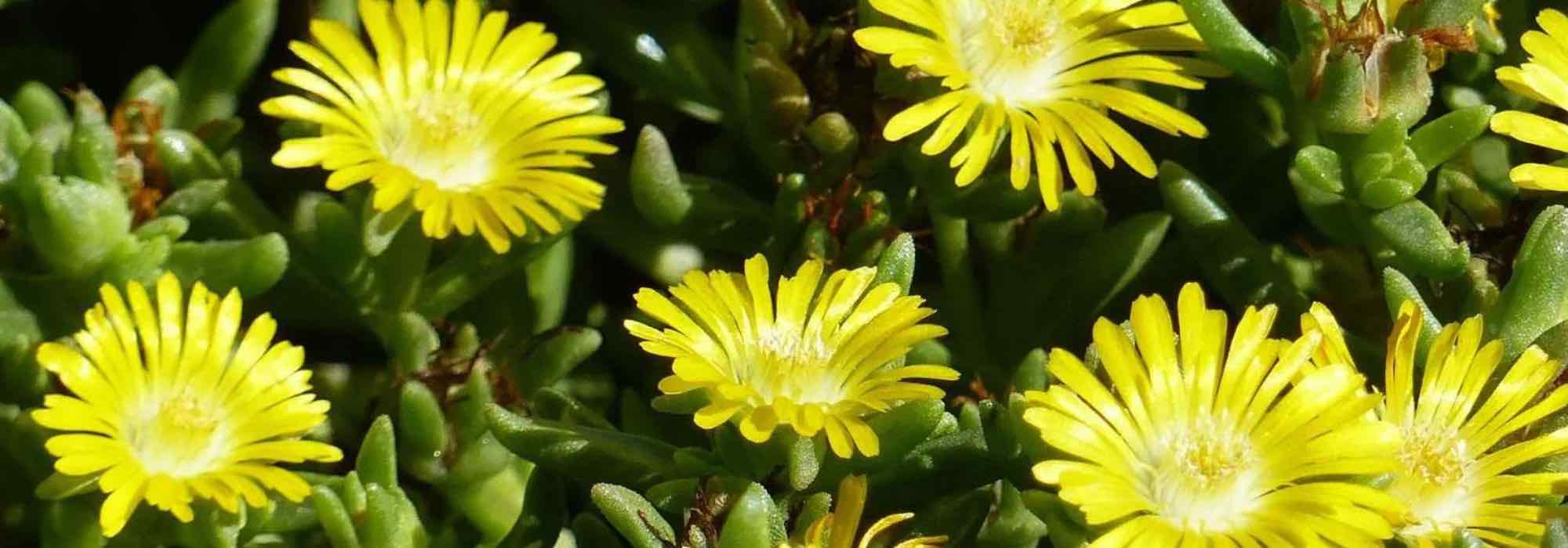 7 plantas tapizantes de crecimiento rápido vivácea