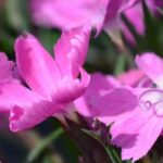 Descubre 5 vivácea plantaciones tapizantes para el sol