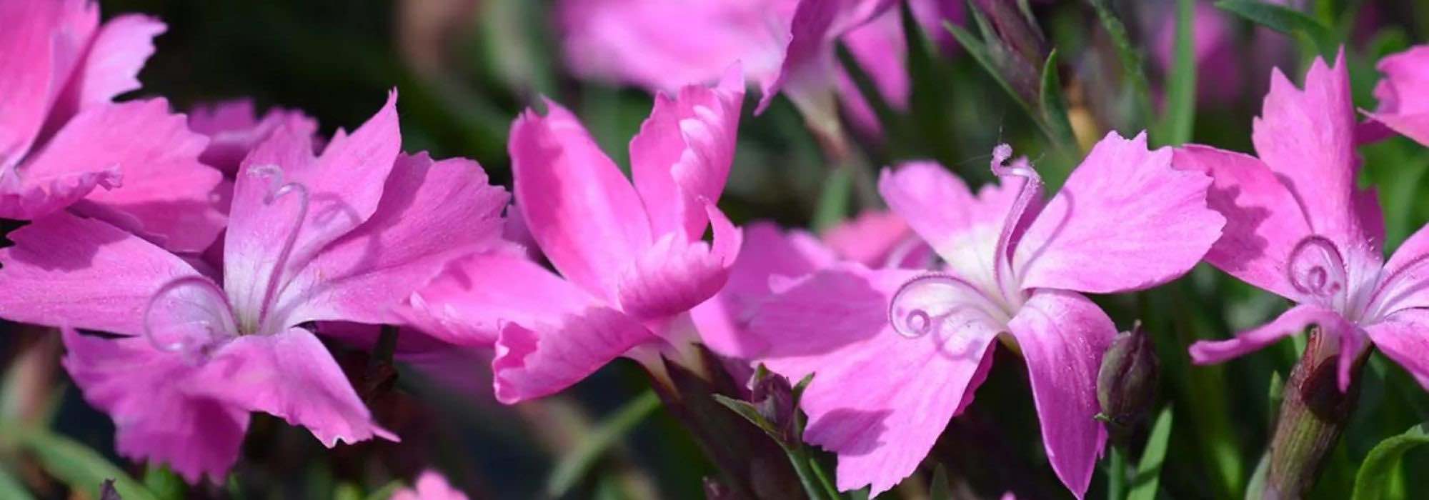 Descubre 5 vivácea plantaciones tapizantes para el sol