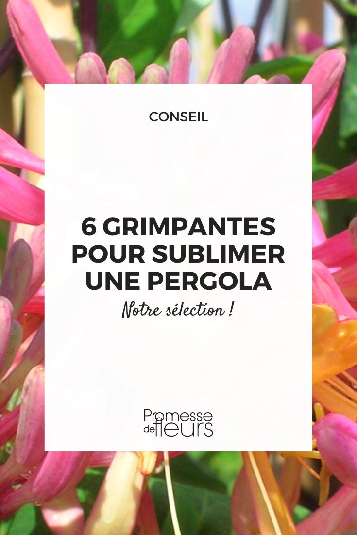 hiedra americana American Beauty