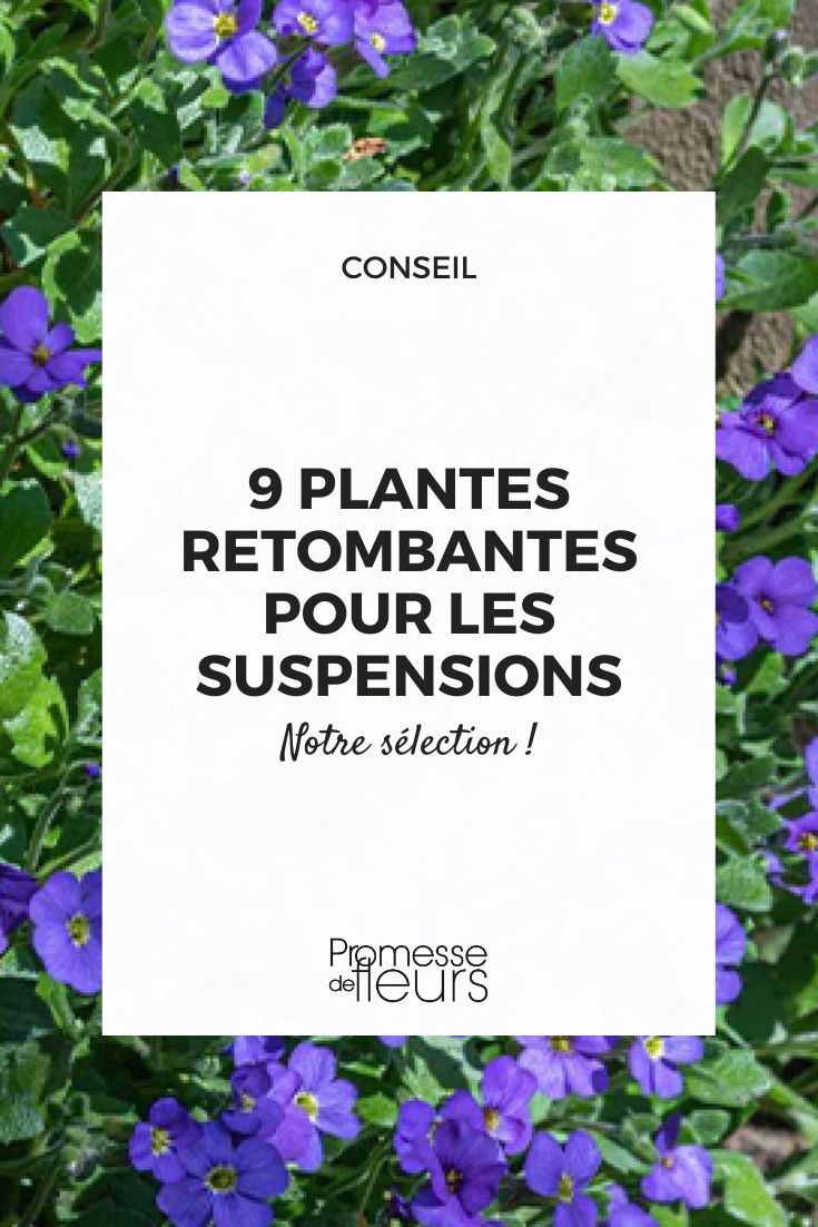 Aubrieta Cascada Azul