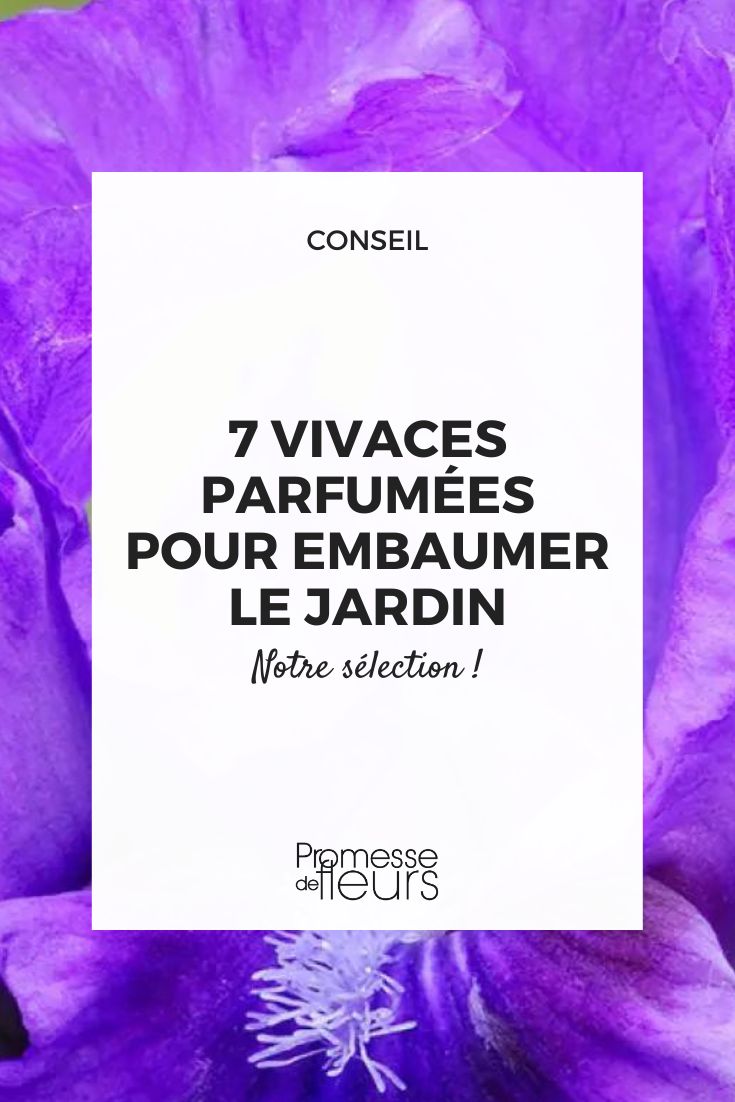 Iris Huele las Rosas