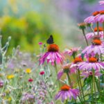 Un jardín resplandeciente en verano: nuestros consejos de acondicionamiento