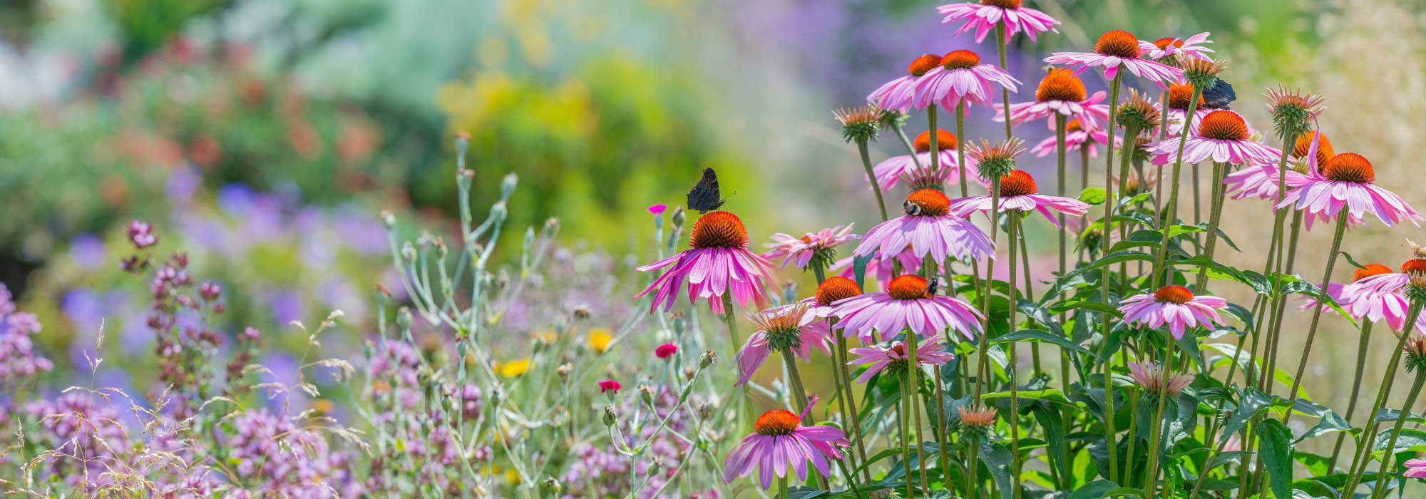 Un jardín resplandeciente en verano: nuestros consejos de acondicionamiento