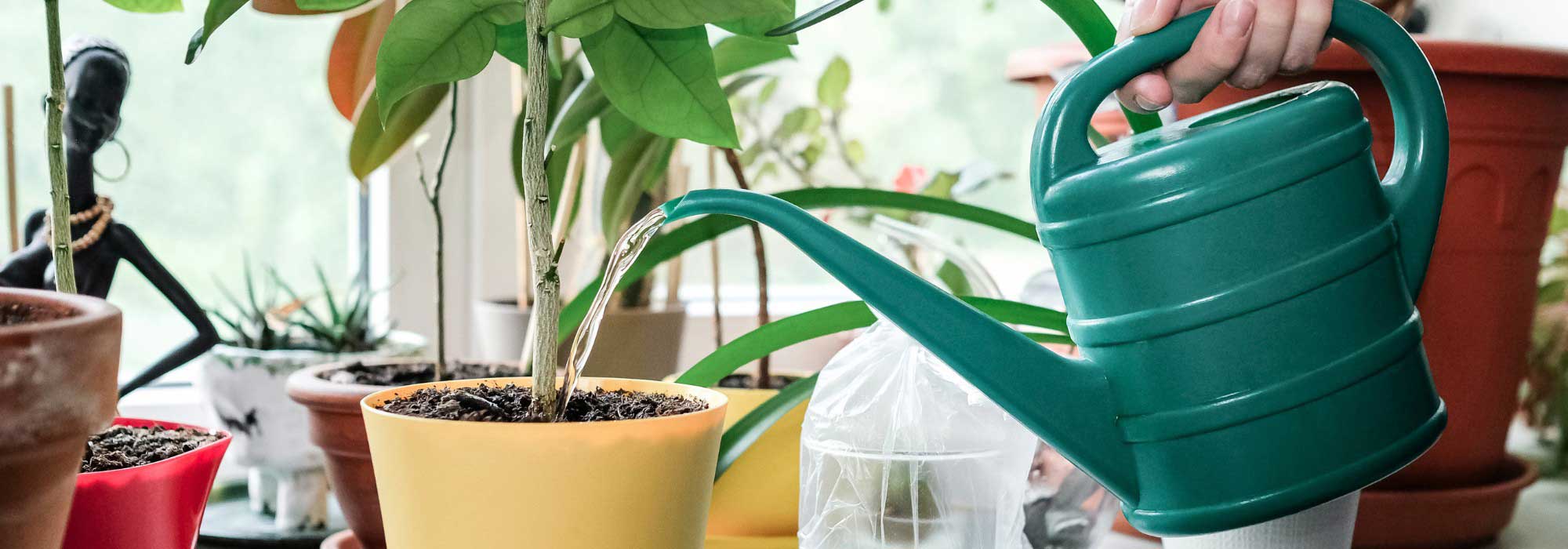 ¿Cómo regar las plantas en maceta durante las vacaciones?
