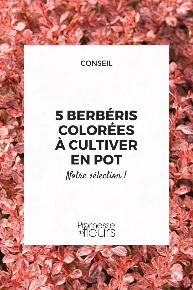 Berberis thunbergii inspiración