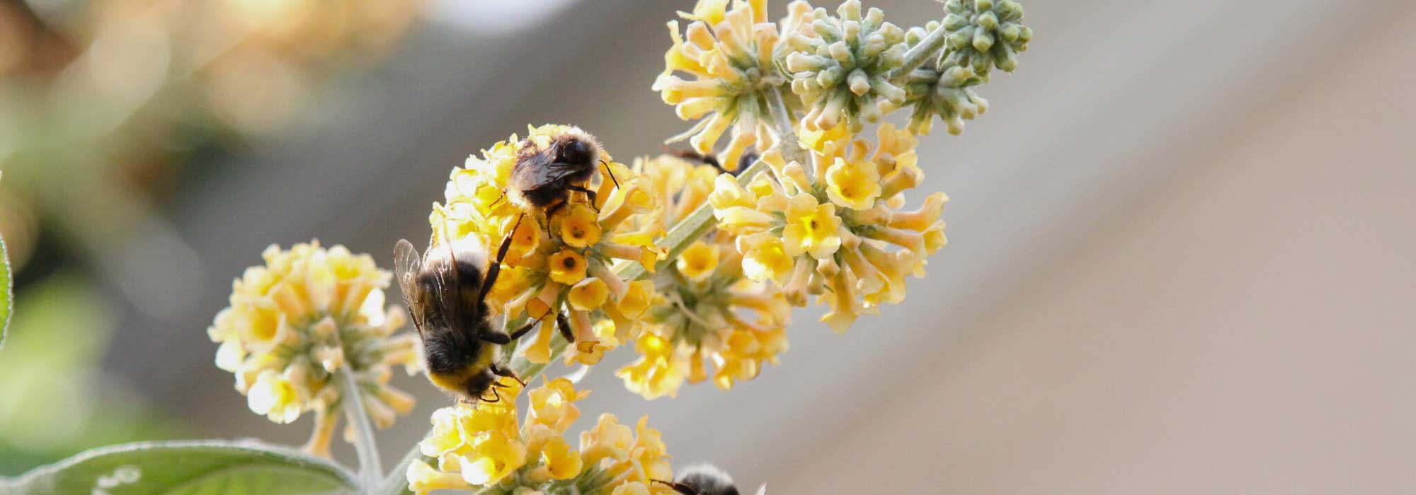 Top 5 de los Mariposa con flores amarillas y anaranjadas