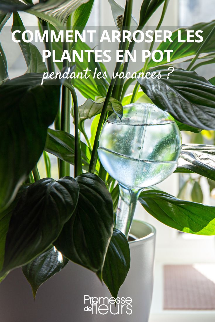 burbuja de riego para plantas de interior