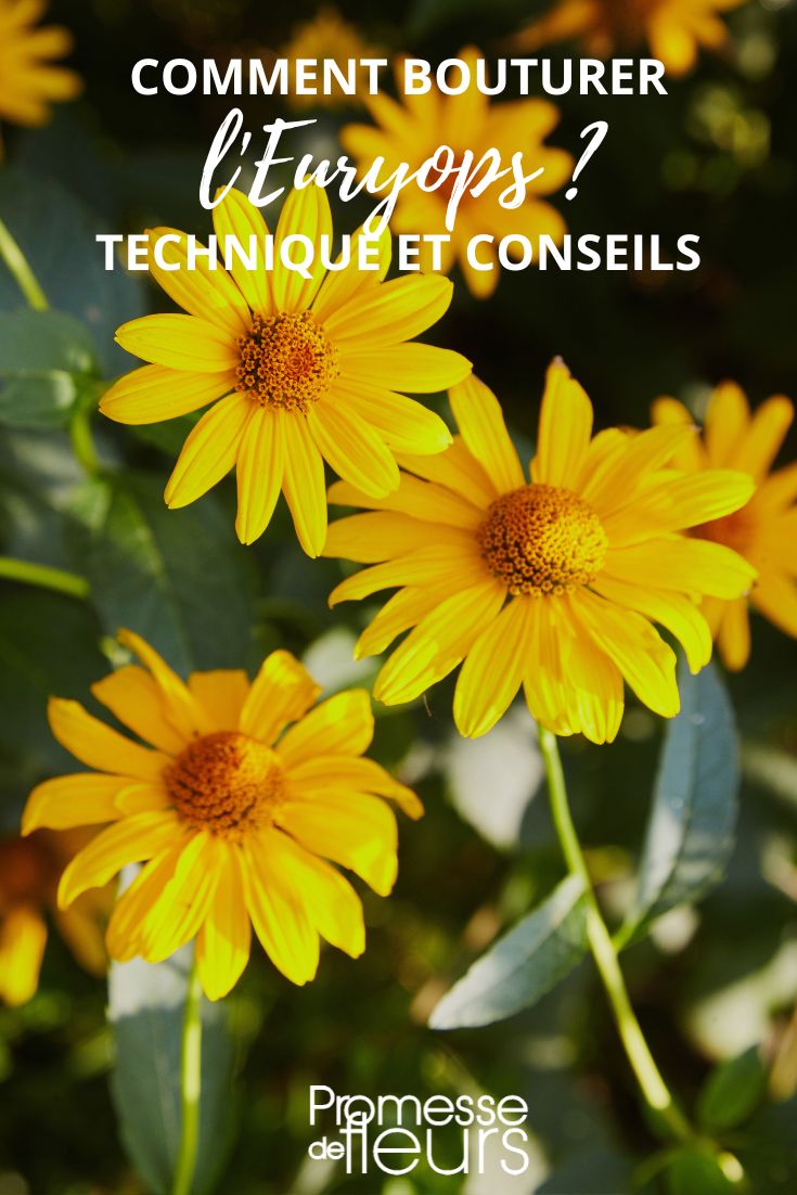 flores amarillas de Euryops