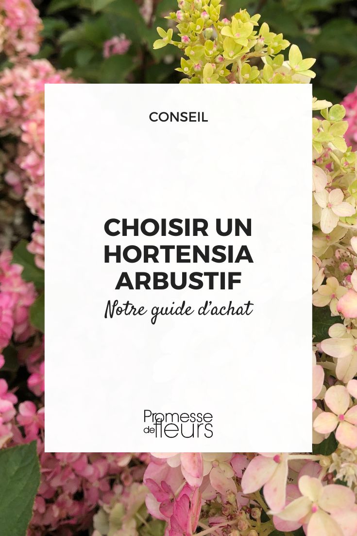 Hortensia Fresa Melba