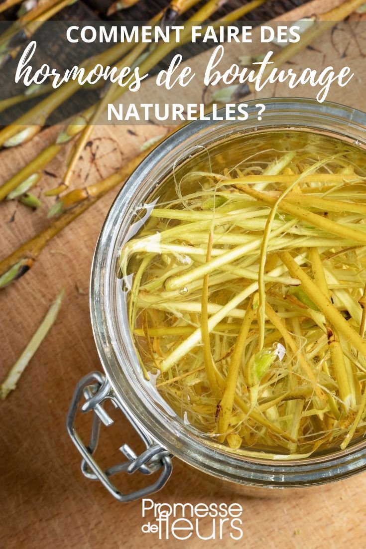 Agua de sauce como hormona de enraizamiento para esquejes