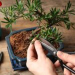 Cómo formar un bonsái paso a paso?