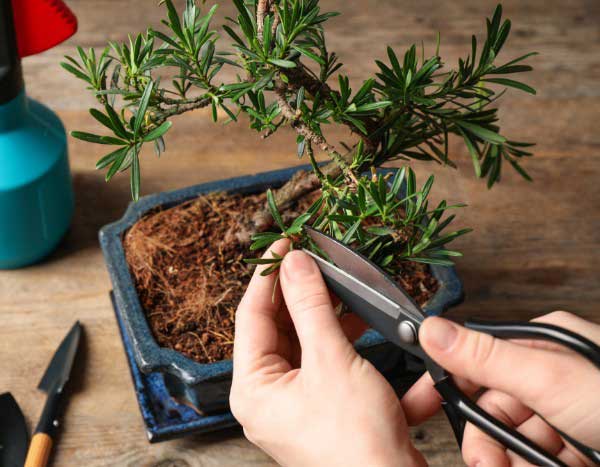 Cómo formar un bonsái paso a paso?