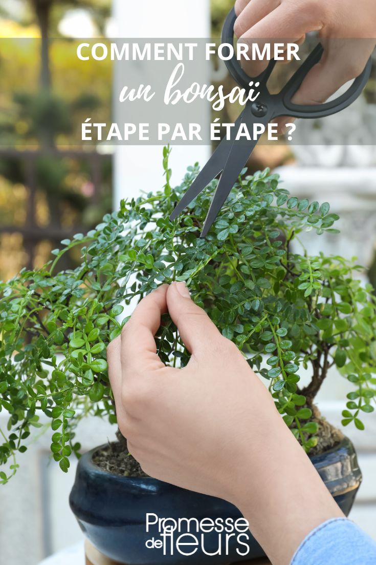 tamaño y formación del bonsái