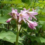 ¿Cómo plantar los Crinums?