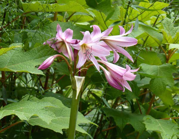 ¿Cómo plantar los Crinums?