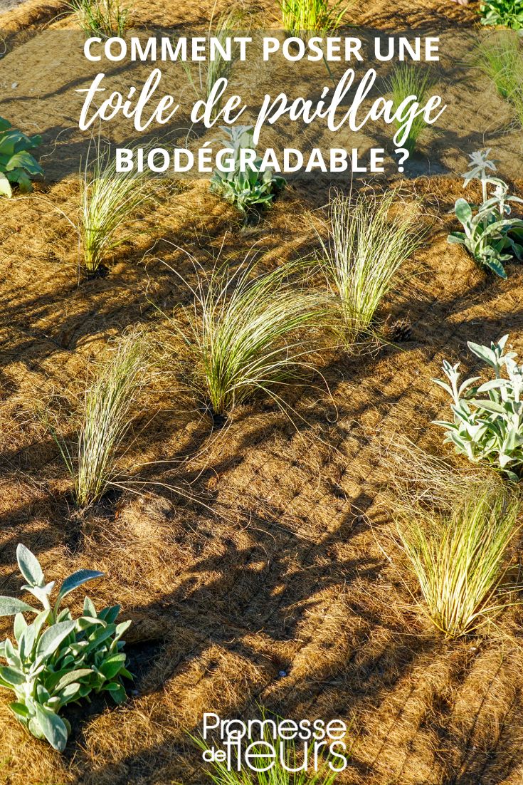 mantillo biodegradable de coco