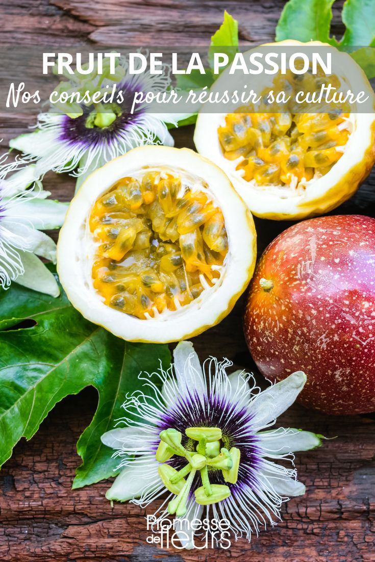 flores y frutos de la pasionaria