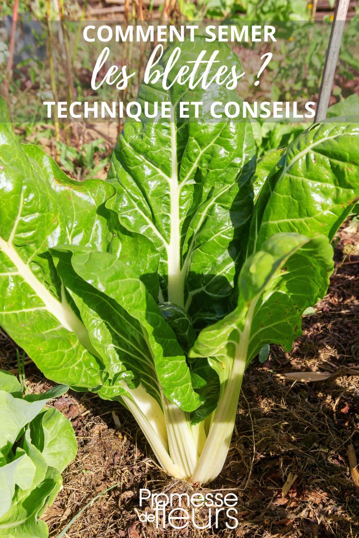 siembra de semillas de acelgas