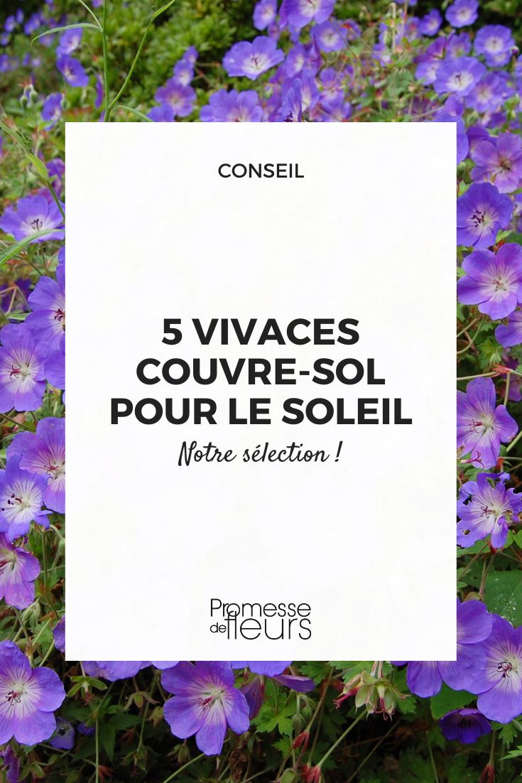 Geranio vivaz Rozanne