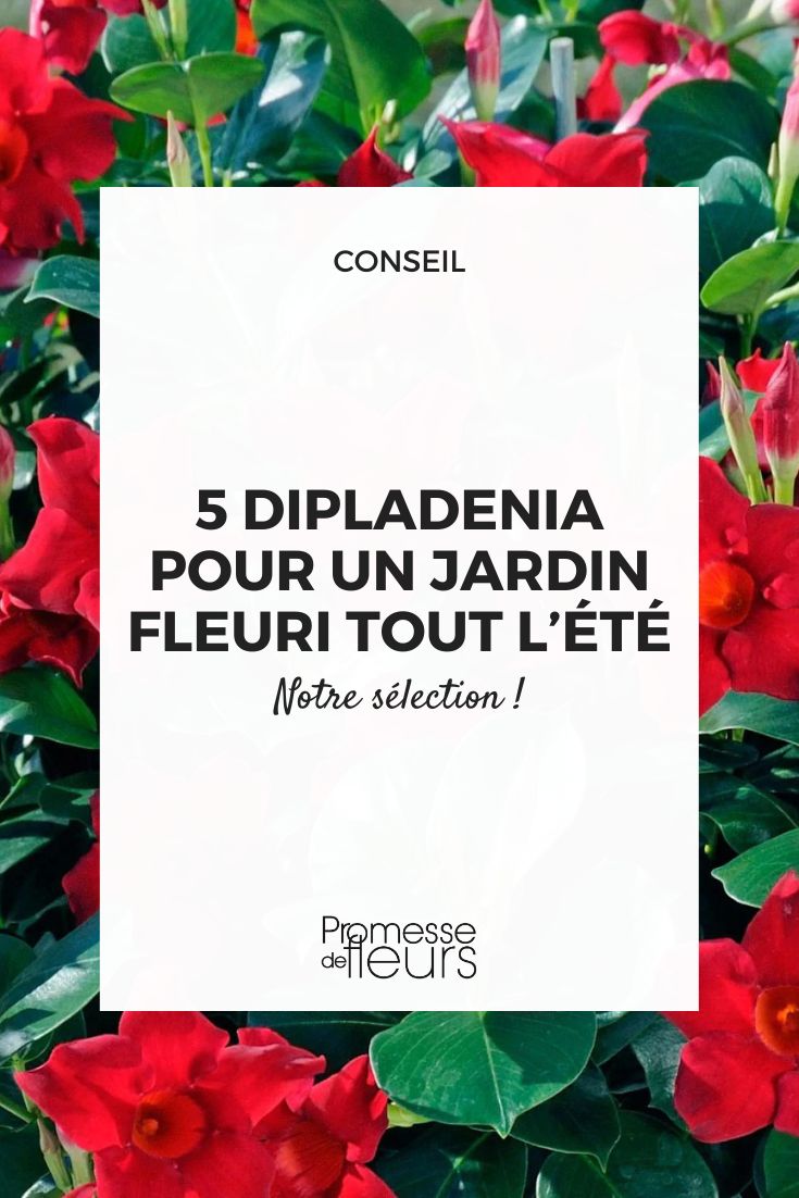 dipladenia Jade Escarlata