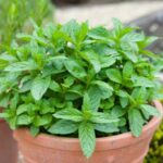 ¿Cómo dividir la menta de forma fácil?