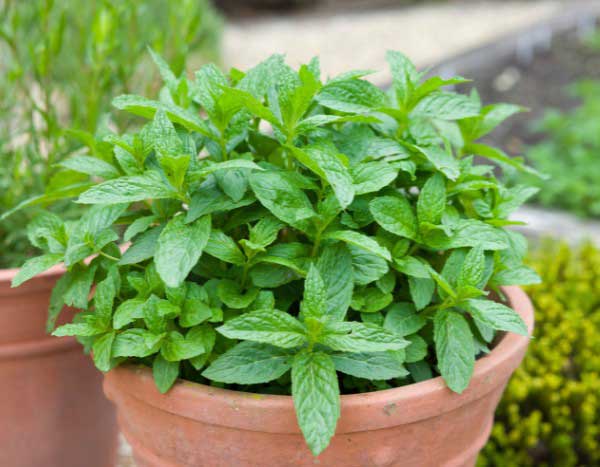 ¿Cómo dividir la menta de forma fácil?