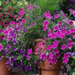 ¿Cómo invernar las vivaces no resistentes?