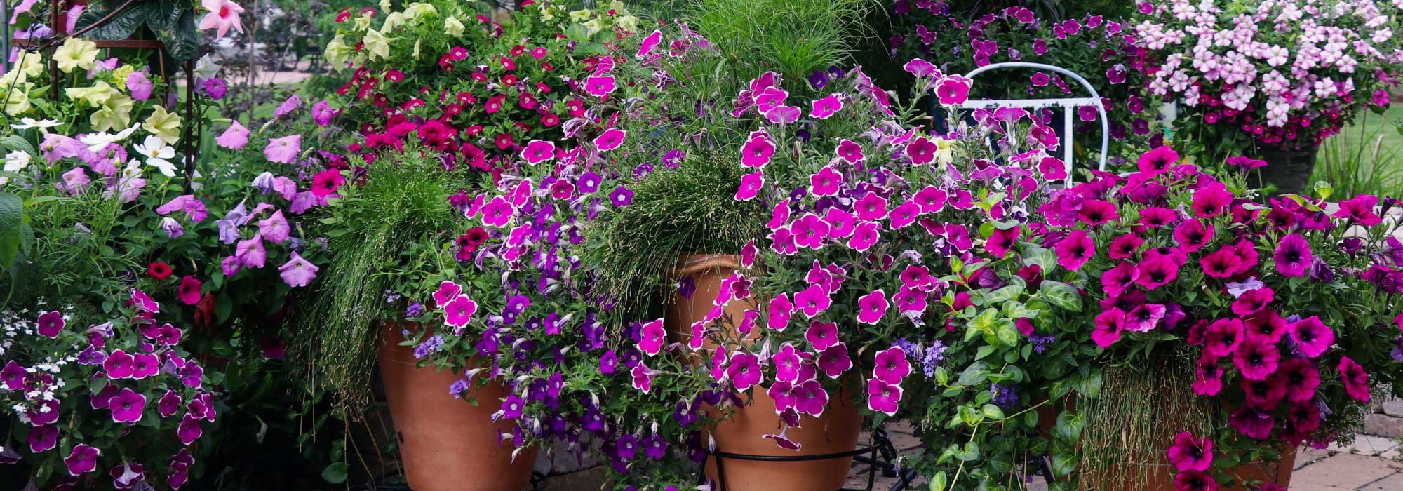 ¿Cómo invernar las vivaces no resistentes?