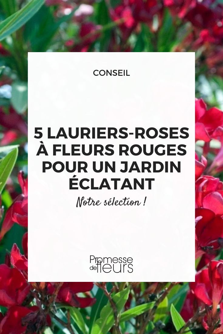 Adelfa - Nerium oleander 'Rojo Simple'