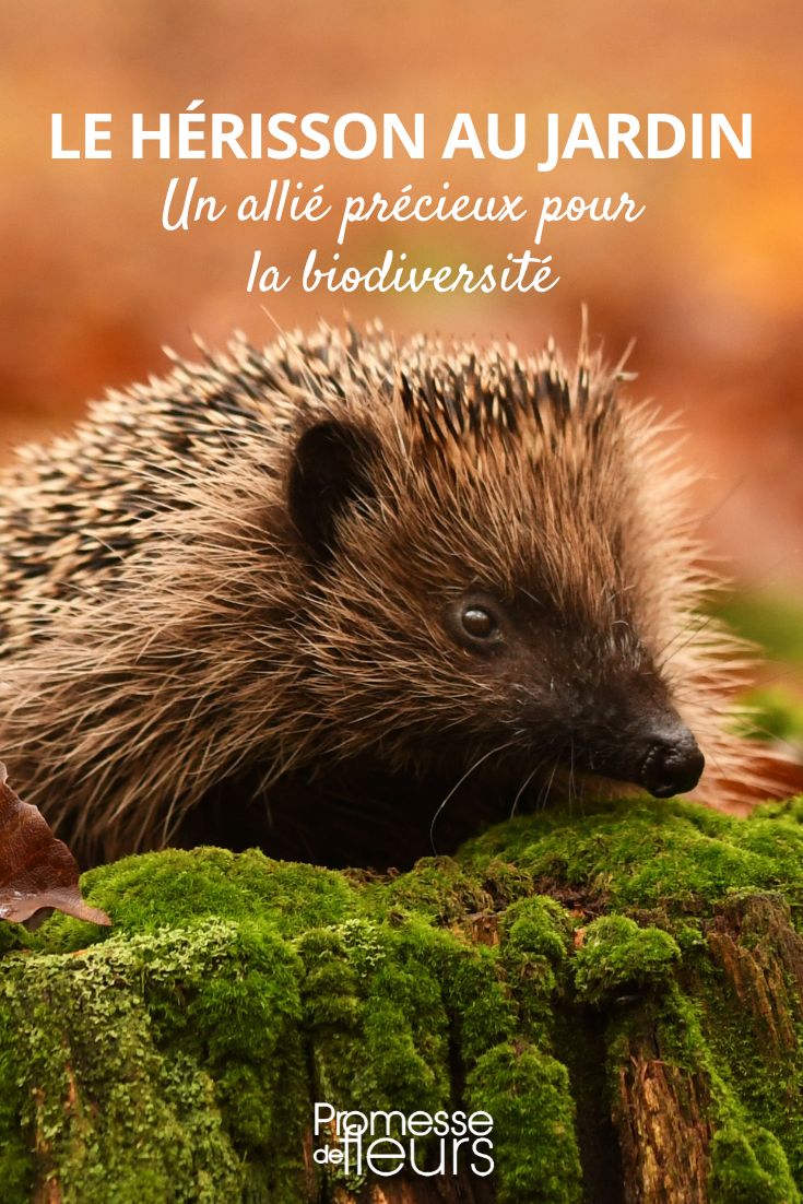 El erizo, un aliado útil en los jardines