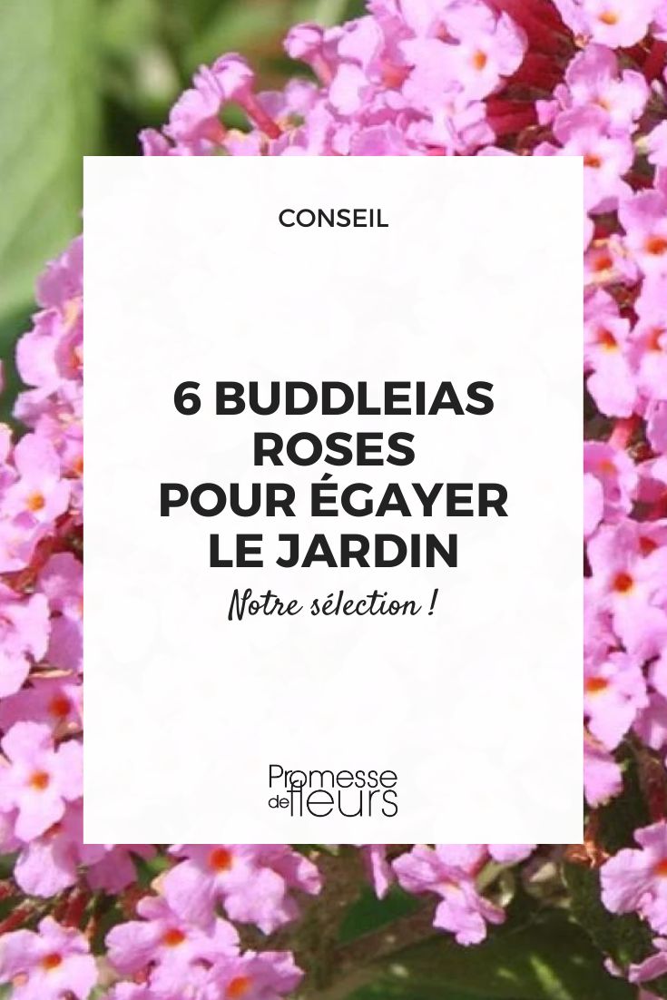 Buddleia Pink Panther