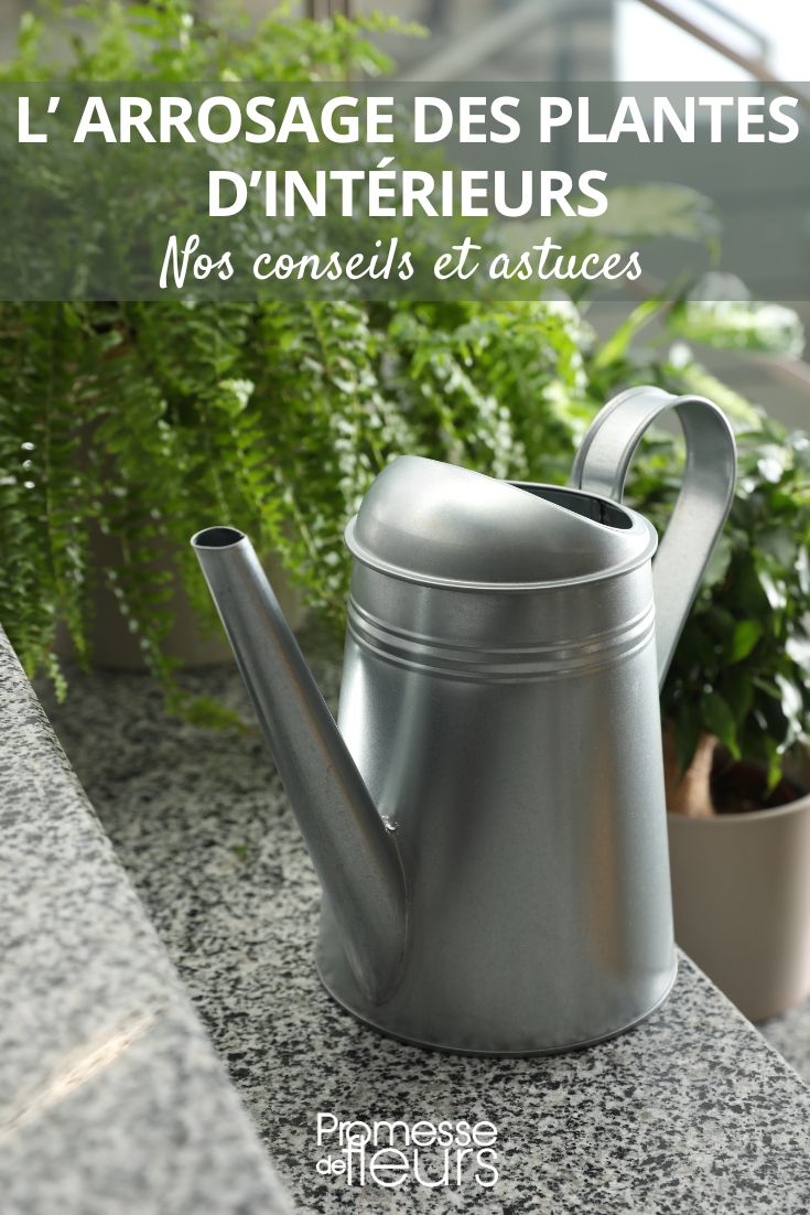 regar tus plantas de interior en maceta