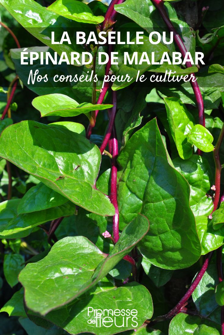 hojas de espinaca de Malabar