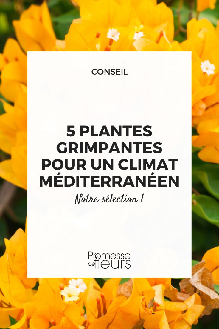 Bougainvillea spectabilis (Buganvilla espectacular)