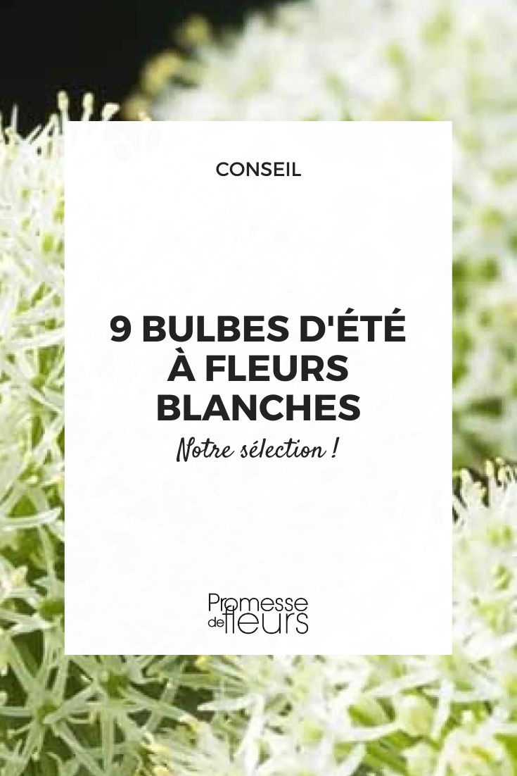 ajo ornamental de flores blancas